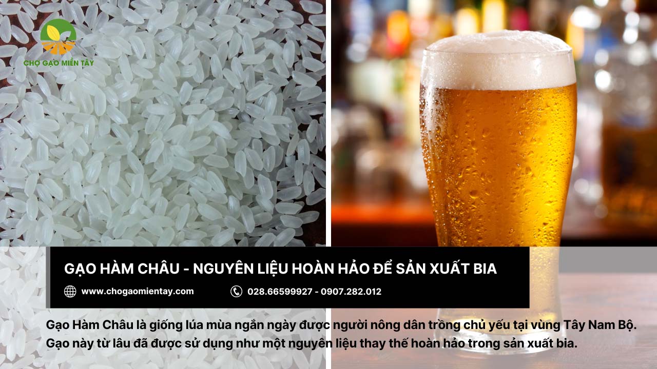 Các loại gạo nguyên liệu làm bia phổ biến nhất hiện nay 8 Sản xuất bia từ gạo Hàm Châu
