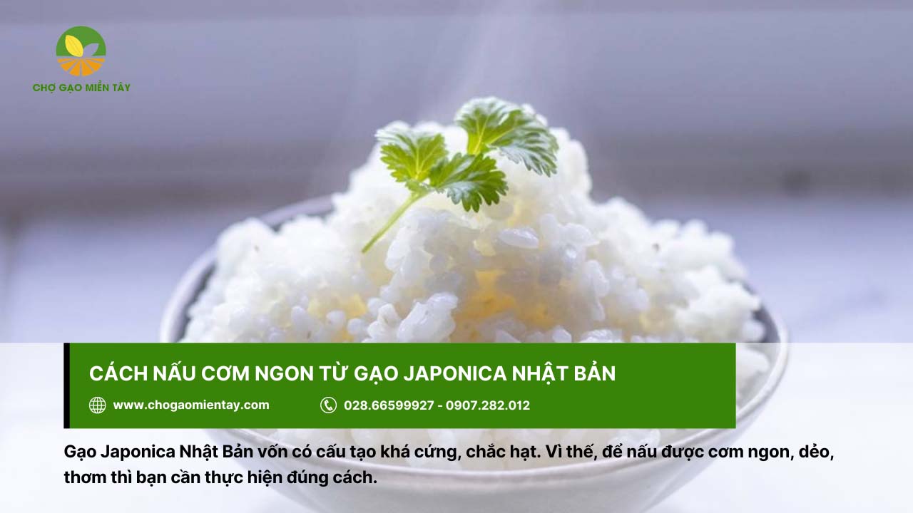 Gạo Nhật Japonica Bán Ở Đâu? Địa Chỉ Bán Gạo Nhật Giá Sỉ 6 Cơm thơm ngon nấu từ gạo Nhật Japonica