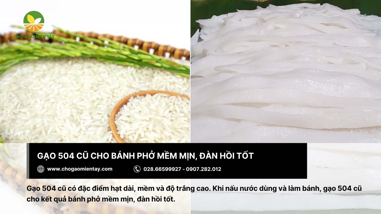 Gạo làm bánh phở: Tiêu chí và địa chỉ mua gạo chất lượng 9 Gạo 504 cũ cho bánh phở mềm, có độ đàn hồi tốt