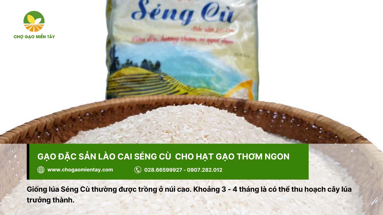 Giới thiệu các loại gạo đặc sản phổ biến, được ưa chuộng ở Việt Nam 9 Gạo Séng Cù, đặc sản ở Lào Cai cho hạt gạo thơm ngon