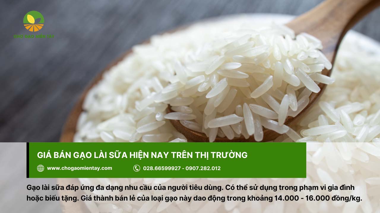 Gạo Lài Sữa 9 Giá thành gạo lài sữa phù hợp với nhu cầu của nhiều đối tượng sử dụng