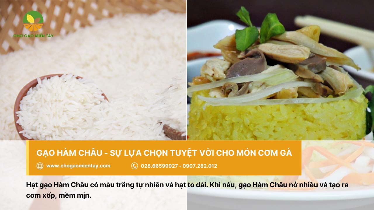 Cung cấp gạo cho quán cơm gà giá sỉ tại TP. HCM 5 Gạo Hàm Châu là loại gạo tuyệt vời dùng để nấu món cơm gà