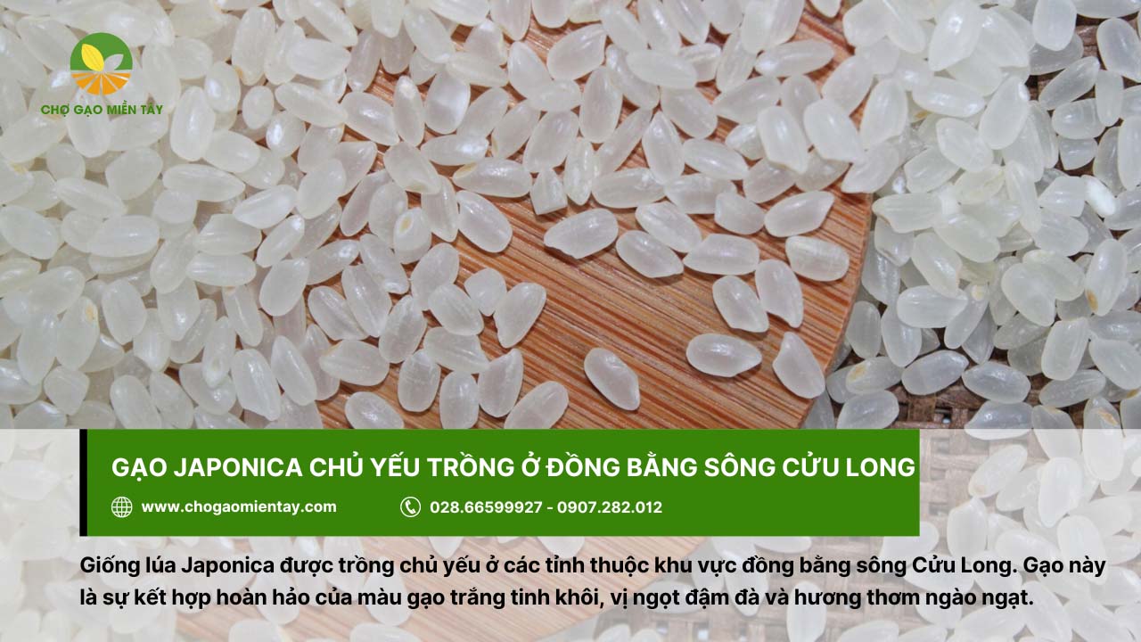 Top các loại gạo miền Nam được ưa chuộng hiện nay 10 Gạo Japonica có vị ngọt đậm đà