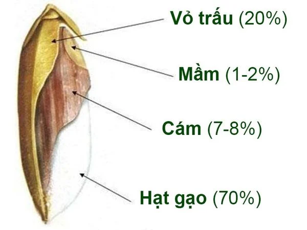 Gạo nguyên cám là gì? Phân biệt giữa gạo nguyên cám và gạo còn cám 3 Cấu tạo hạt gạo nguyên cám