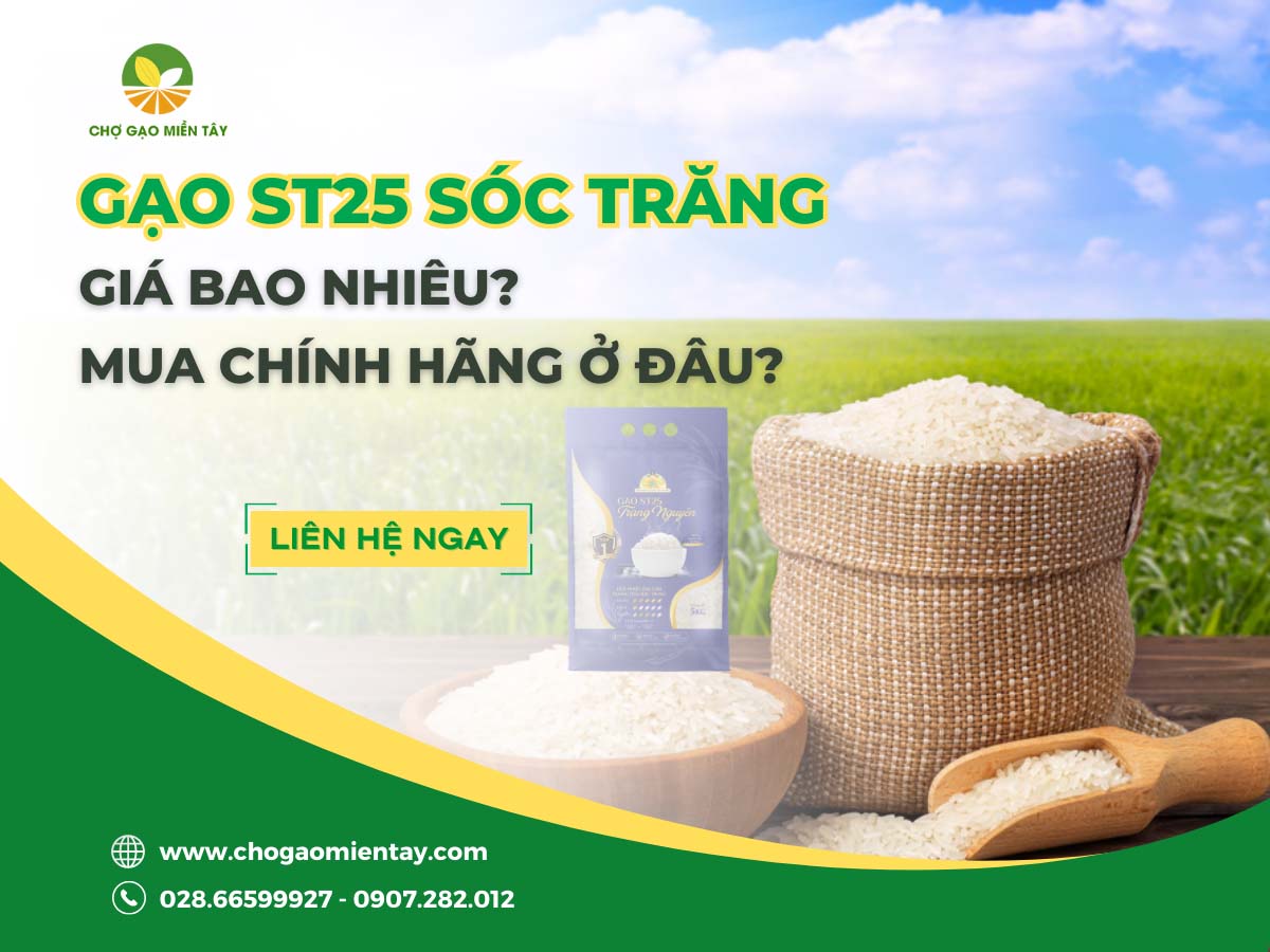 Gạo đặc sản ST25 1 Gạo ST25 Sóc Trăng giá bao nhiêu? Mua chính hãng ở đâu?