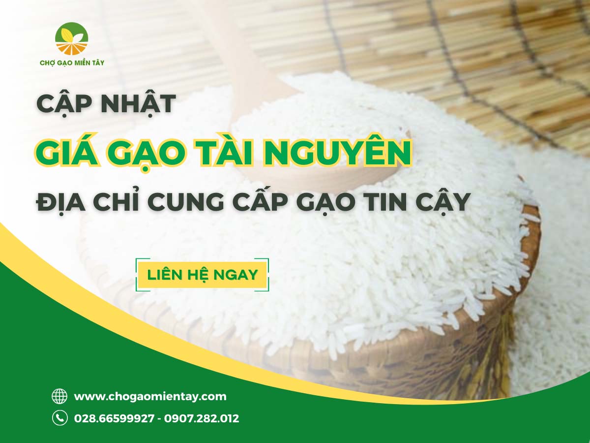 Gạo Tài Nguyên Thơm 1 Cập nhật giá gạo Tài Nguyên và địa chỉ cung cấp gạo tin cậy