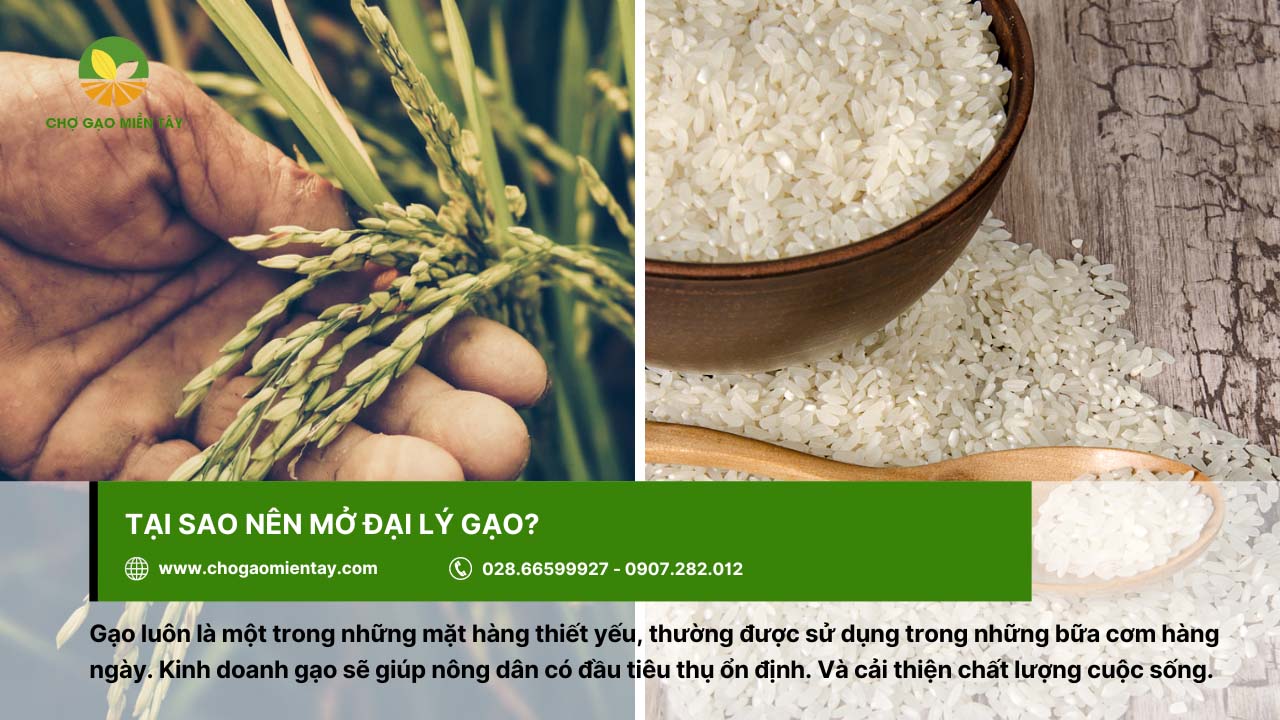 Kinh nghiệm kinh doanh gạo thành công cho người mới bắt đầu 4 Gạo là mặt hàng thiết yếu và đóng vai trò quan trọng đối với cuộc sống con người