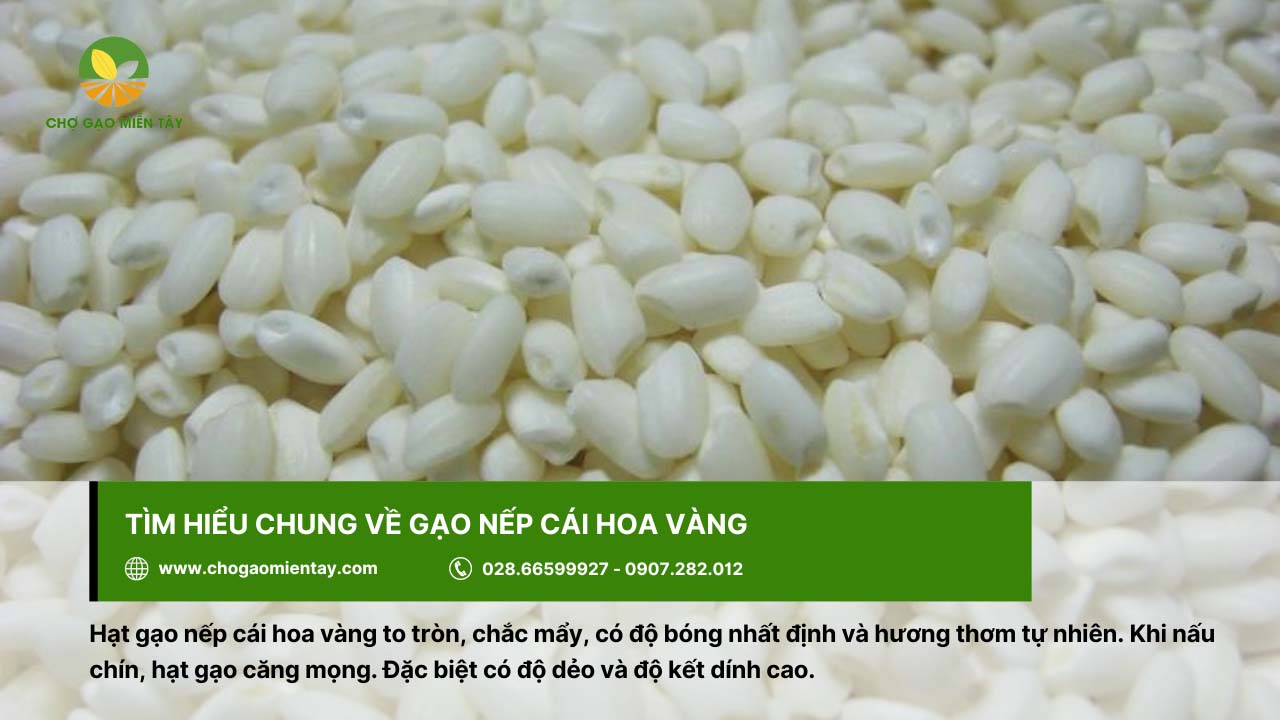 Gạo Nếp Cái Hoa Vàng 5 Gạo nếp cái hoa vàng có hạt to tròn và chắc mẩy