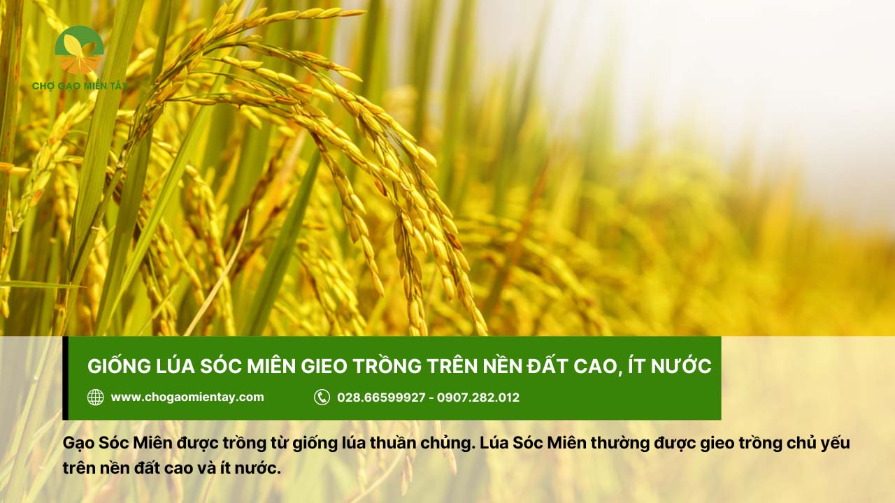 Gạo Sóc Miên là gì? Mua gạo Sóc Miên ở đâu thì đảm bảo chất lượng? 2 Gạo Sóc Miên được trồng bởi giống lúa thuần chủng
