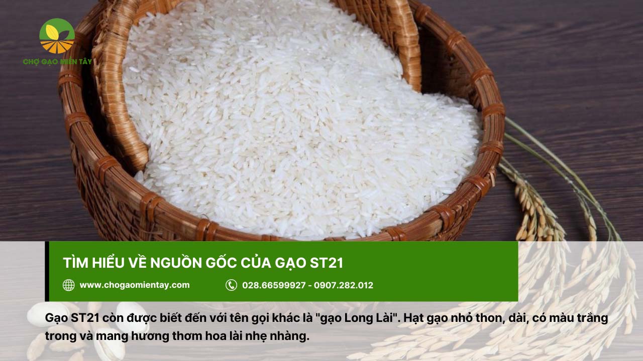 Gạo ST21 Đặc Sản 8 Gạo ST21 có màu trắng trong, hương thơm hoa lài nhẹ nhàng