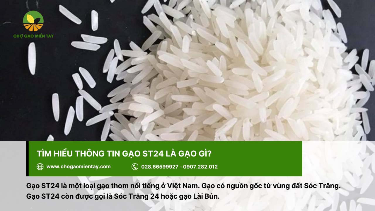 Giá Gạo ST24 Hiện Nay? Mua gạo ST24 ở đâu tại TPHCM 2 Gạo ST24 còn được gọi là gạo Lài Bún