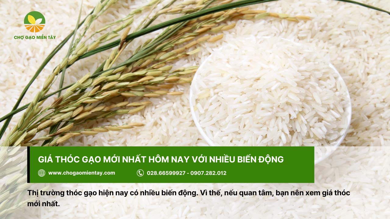 Thông tin giá thóc hôm nay và dự báo giá lúa gạo sắp tới 2 Giá thóc gạo hiện có nhiều biến động