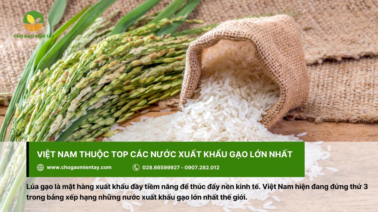 Top 10 nước xuất khẩu gạo lớn nhất thế giới năm 2024 4 Việt Nam thuộc top 3 các nước xuất khẩu gạo trên thế giới