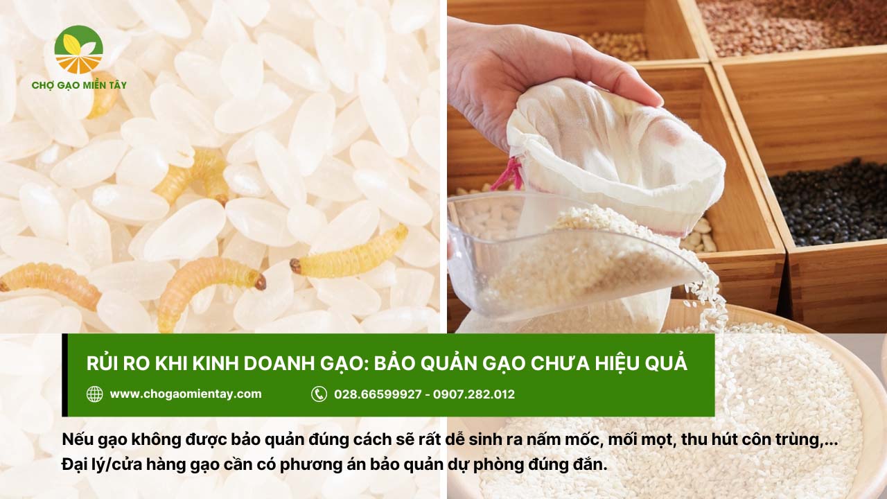 8 rủi ro khi kinh doanh gạo và giải pháp khắc phục hiệu quả 13 Gạo cần được bảo quản đúng cách để tránh mối mọt