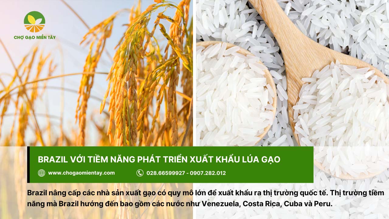 Top 10 nước xuất khẩu gạo lớn nhất thế giới năm 2024 11 Brazil với tiềm năng phát triển xuất khẩu lúa gạo