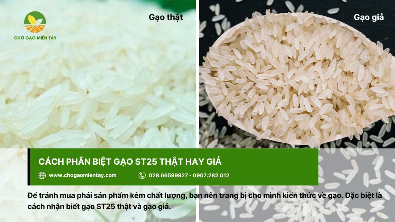 Gạo đặc sản ST25 11 Phân biệt gạo ST25 Sóc Trăng thật hay giả