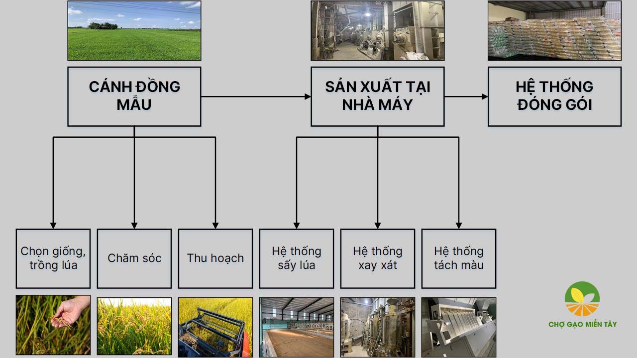 Quy trình sản xuất gạo sạch chất lượng và an toàn 11 Quy trình sản xuất gạo sạch