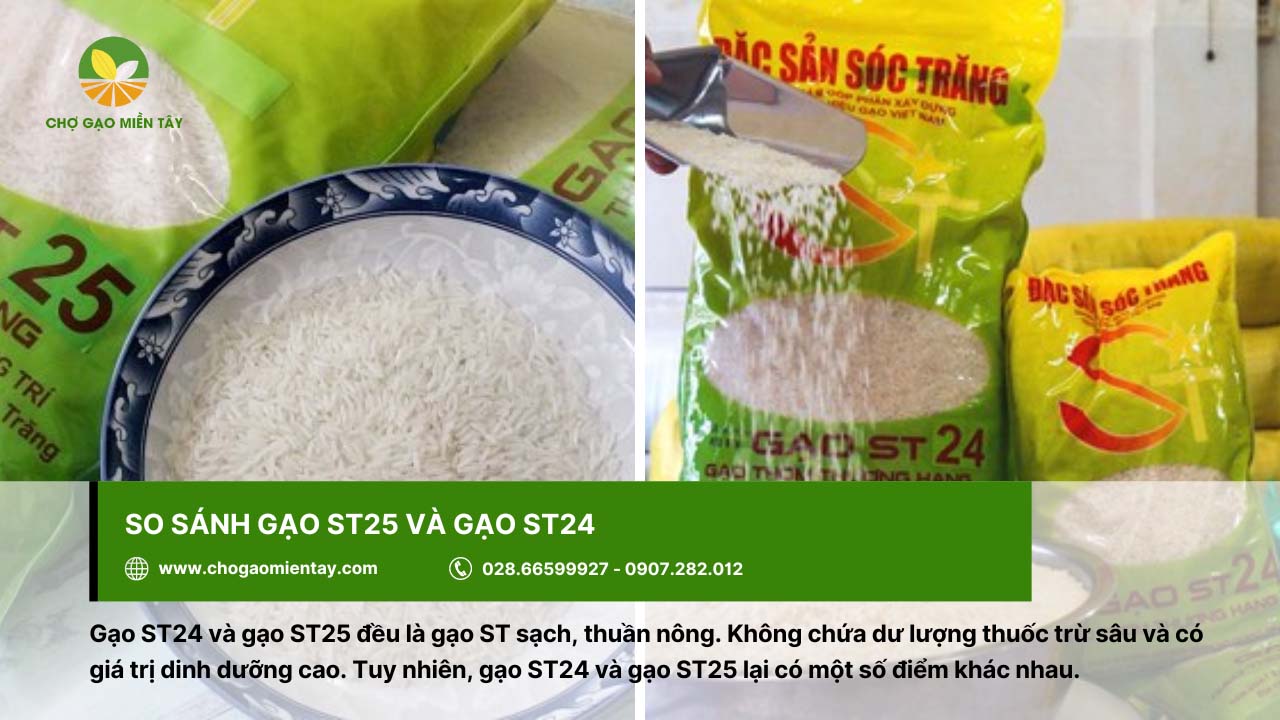 Gạo đặc sản ST25 12 Gạo ST24 và ST25 có gì khác biệt?