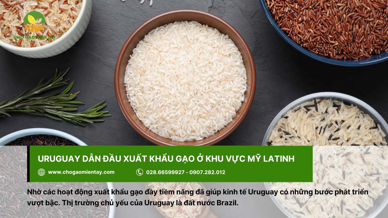 Top 10 nước xuất khẩu gạo lớn nhất thế giới năm 2024 12 Uruguay hiện đang dẫn đầu xuất khẩu gạo ở khu vực Mỹ Latinh