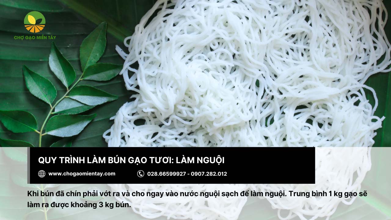 Quy trình làm bún tươi từ gạo chuẩn nhất 11 Quá trình làm nguội giúp sợi bún dai hơn mà không bị nát