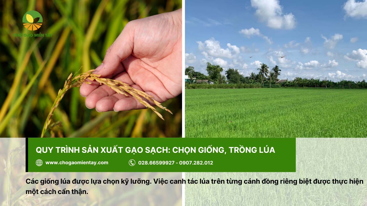 Quy trình sản xuất gạo sạch chất lượng và an toàn 3 Các giống lúa được chọn lựa kỹ lưỡng