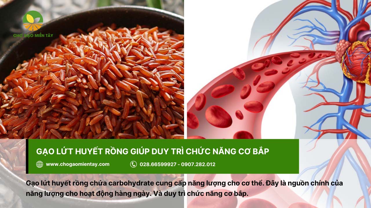 Gạo lứt huyết rồng là gì? Công dụng & Tác dụng đối với cơ thể 4 Gạo lứt huyết rồng giúp duy trì chức năng cơ bắp