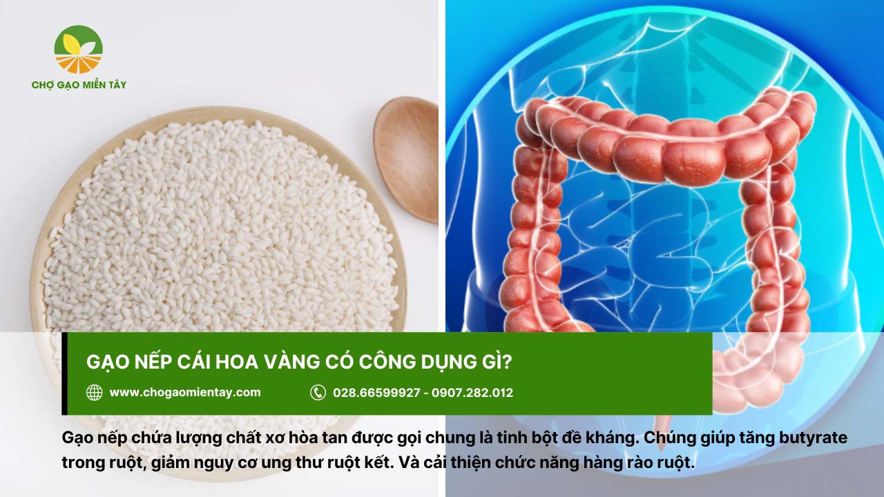 Gạo Nếp Cái Hoa Vàng 6 Gạo nếp cái hoa vàng giúp giảm nguy cơ ung thư ruột kết