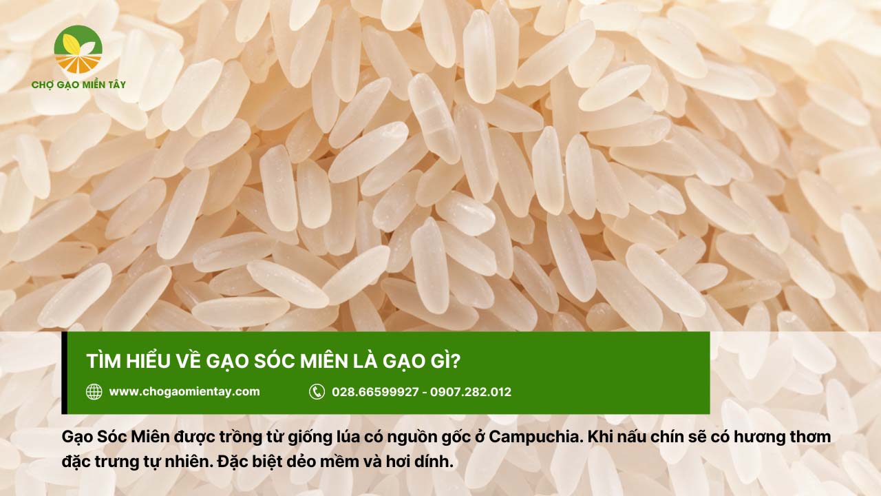 Gạo Sóc Miên là gì? Mua gạo Sóc Miên ở đâu thì đảm bảo chất lượng? 3 Gạo Sóc Miên cho cơm dẻo mềm và hơi dính