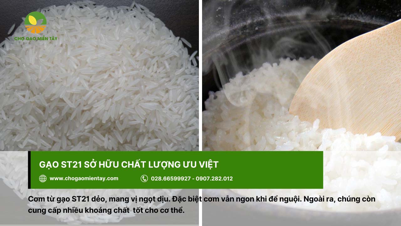 Gạo ST21 Đặc Sản 10 Gạo St21 cho cơm dẻo, vị ngọt dịu