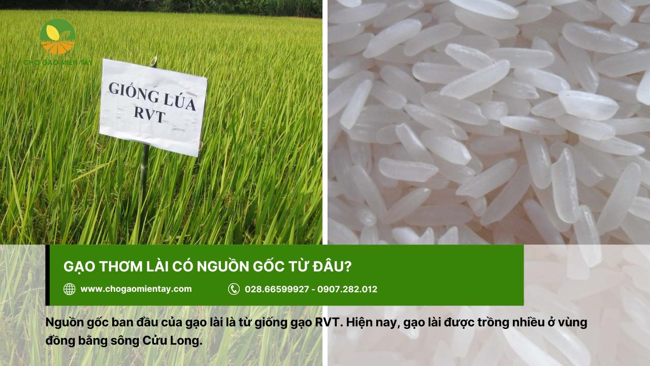 Gạo Thơm Lài 1 Gạo Thơm Lài có nguồn gốc từ giống gạo RVT