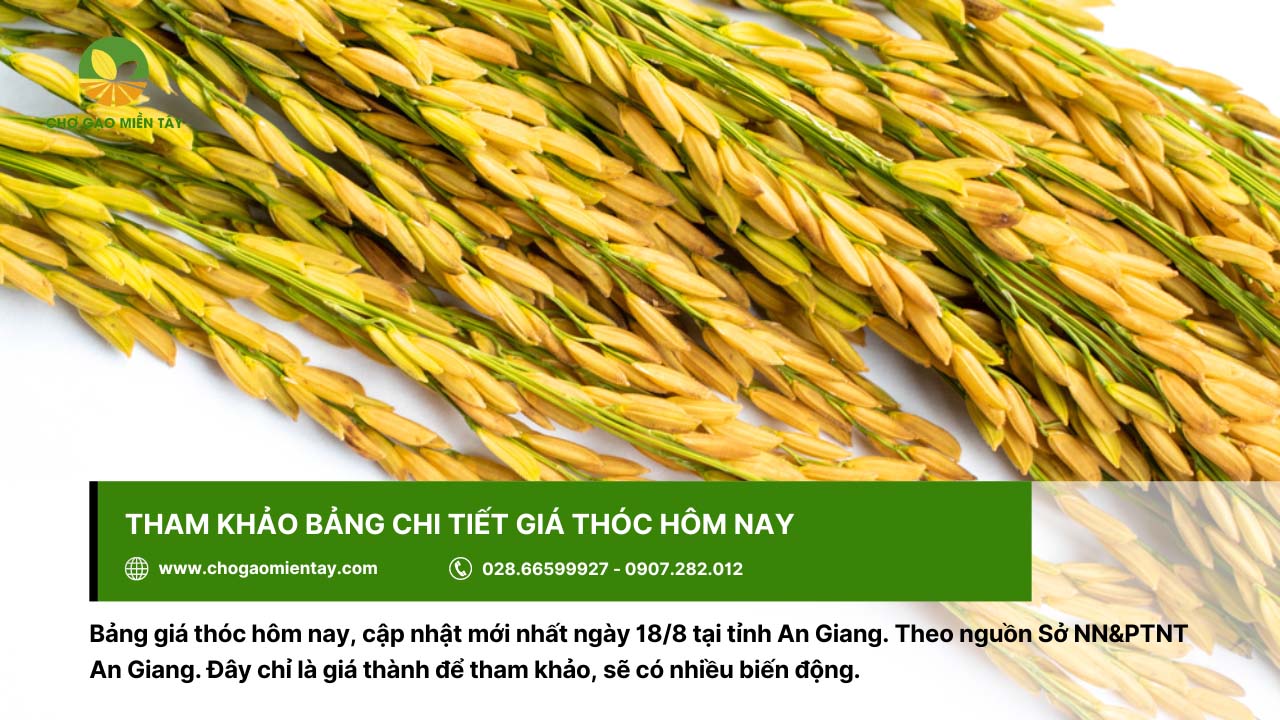 Thông tin giá thóc hôm nay và dự báo giá lúa gạo sắp tới 3 Giá thóc hôm nay chi tiết để tham khảo