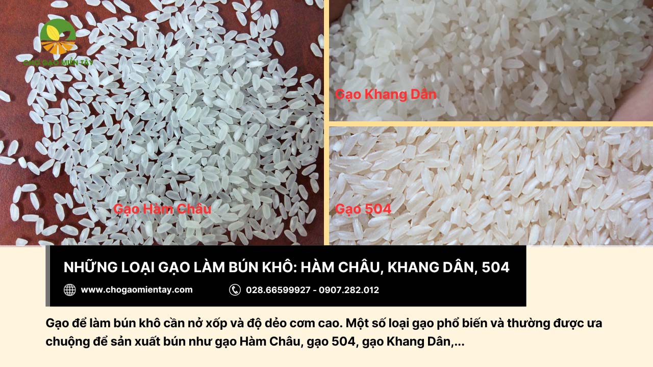 Nguồn sản xuất bún xuất khẩu uy tín Chợ Gạo Miền Tây 3 Gạo Hàm Châu, gạo 504,... đều được dùng trong sản xuất bún khô