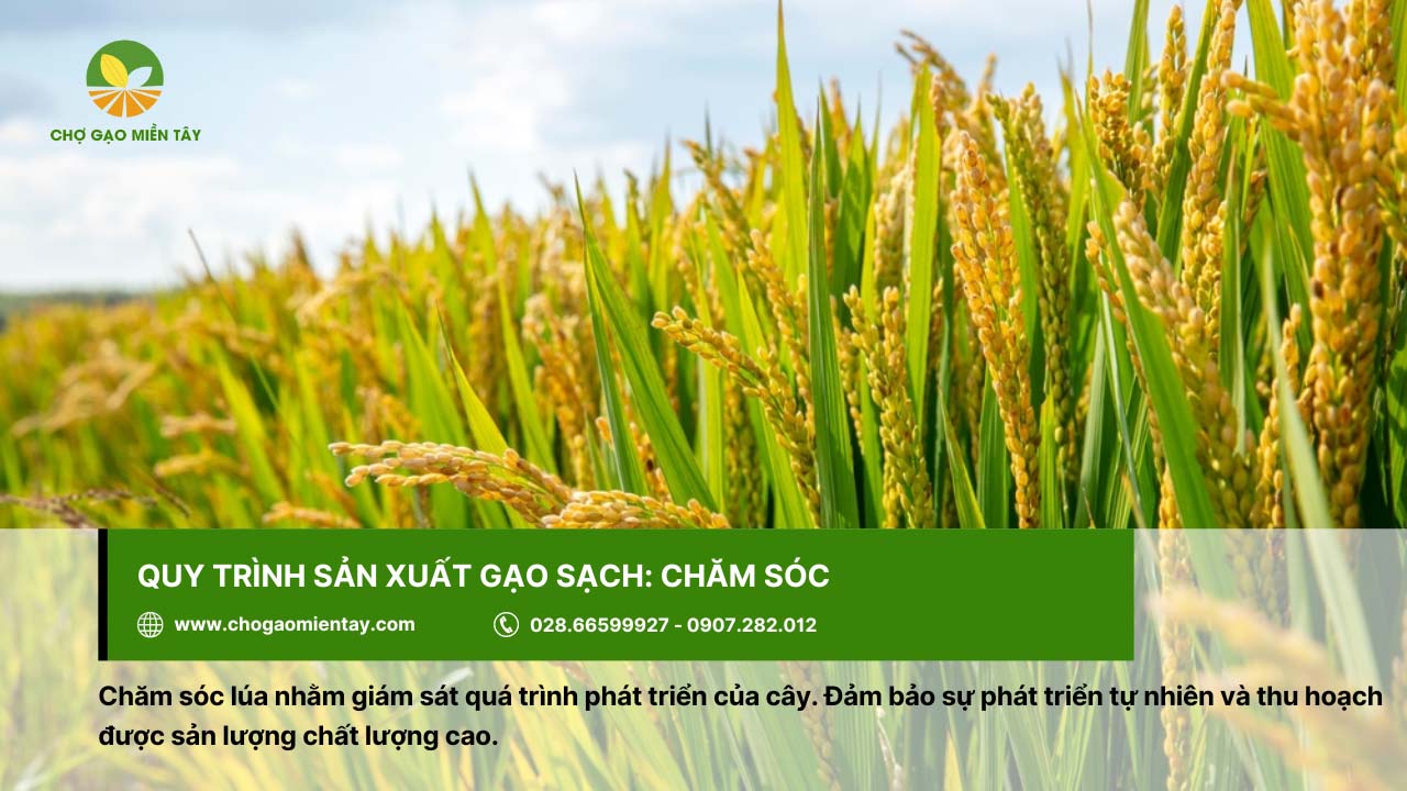 Quy trình sản xuất gạo sạch chất lượng và an toàn 4 Chăm sóc để lúa phát triển tự nhiên và đạt sản lượng cao sau thu hoạch