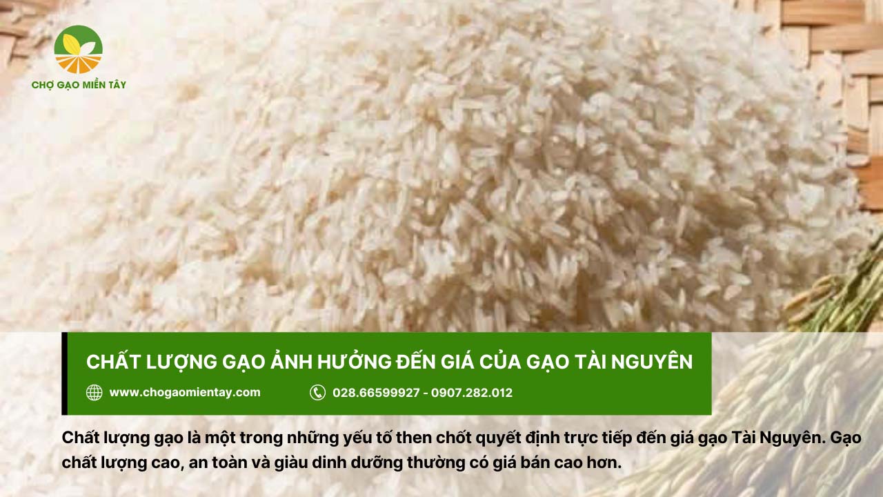 Gạo Tài Nguyên Thơm 4 Gạo Tài Nguyên sạch, an toàn, giàu dinh dưỡng sẽ có giá bán cao hơn