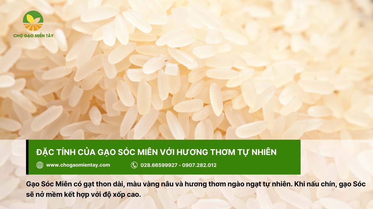 Gạo Sóc Miên là gì? Mua gạo Sóc Miên ở đâu thì đảm bảo chất lượng? 4 Gạo Sóc Miên có hạt thon dài