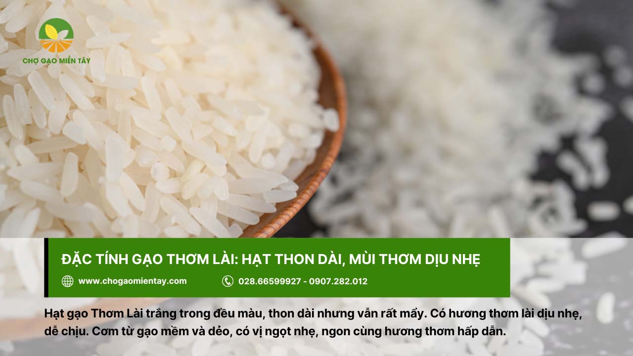 Gạo Thơm Lài 2 Gạo Thơm Lài cho cơm mềm, dẻo, vị ngọt nhẹ