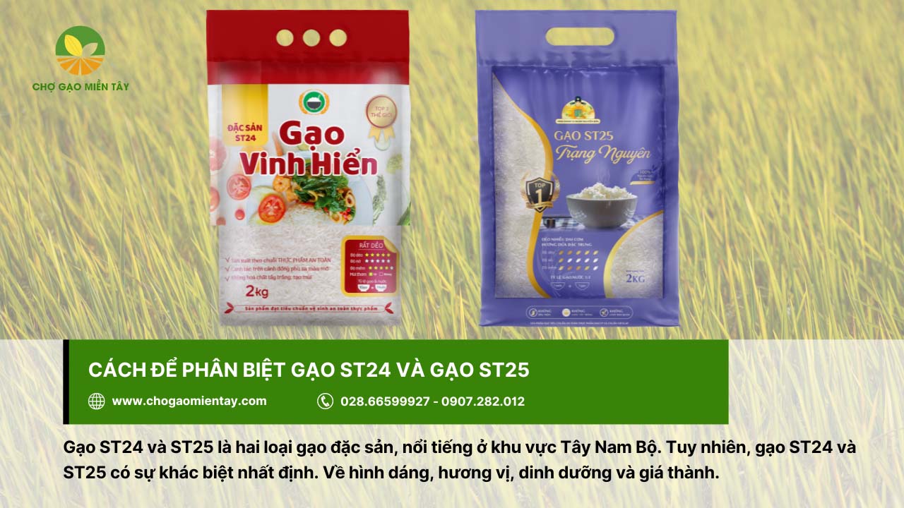Giá Gạo ST24 Hiện Nay? Mua gạo ST24 ở đâu tại TPHCM 4 Phân biệt gạo ST24 và gạo ST25