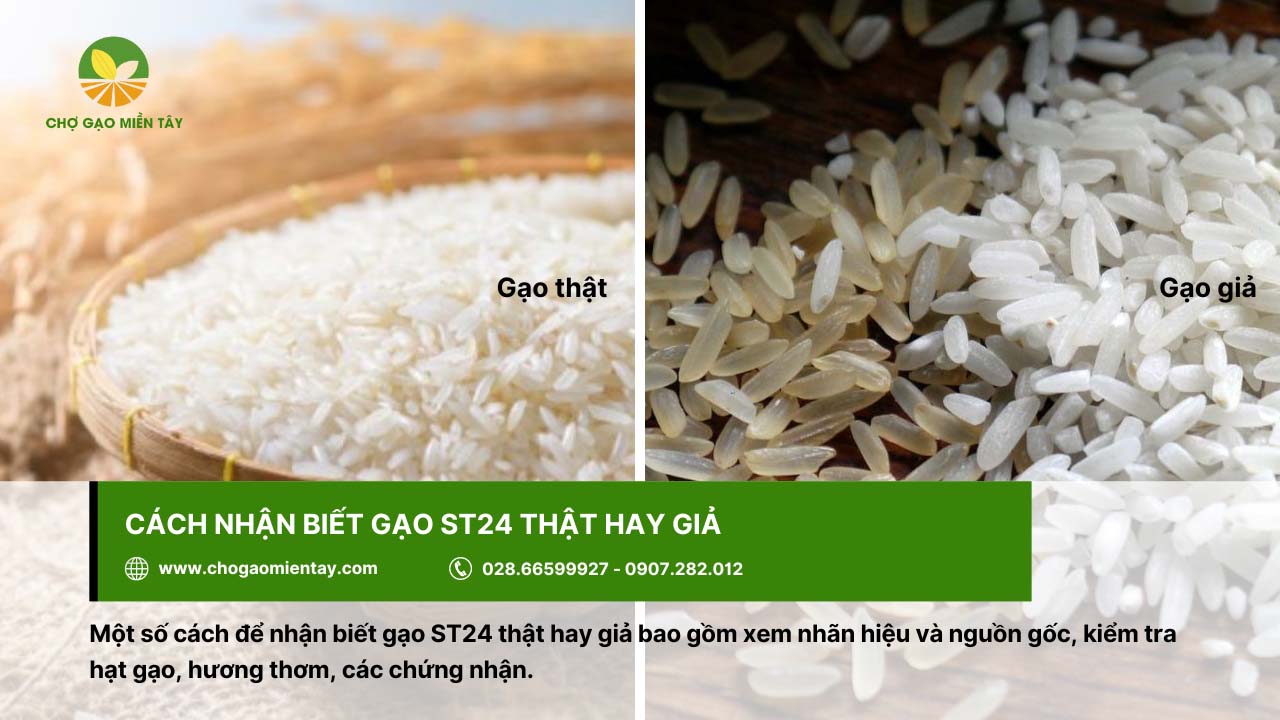 Giá Gạo ST24 Hiện Nay? Mua gạo ST24 ở đâu tại TPHCM 5 Nhận biết gạo ST24 thật - giả dựa vào nhiều yếu tố