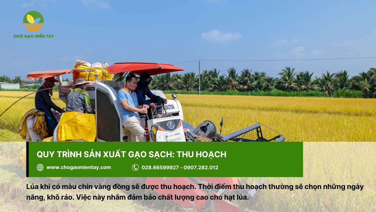 Quy trình sản xuất gạo sạch chất lượng và an toàn 5 Thời điểm thu hoạch thường rơi vào các ngày nắng, khô ráo