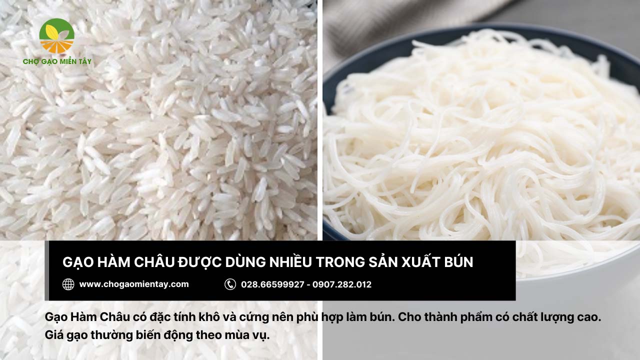 Gạo làm bún là gì? Bảng giá các loại gạo làm bún phổ biến 6 Gạo Hàm Châu với đặc tính khô và cứng nên phù hợp để sản xuất bún