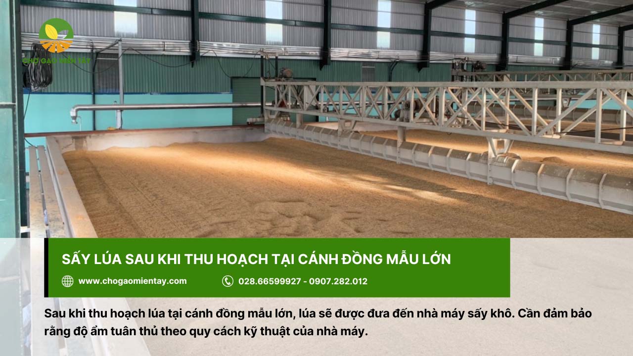 Quy trình sản xuất gạo sạch chất lượng và an toàn 6 Sấy khô lúa tại nhà máy