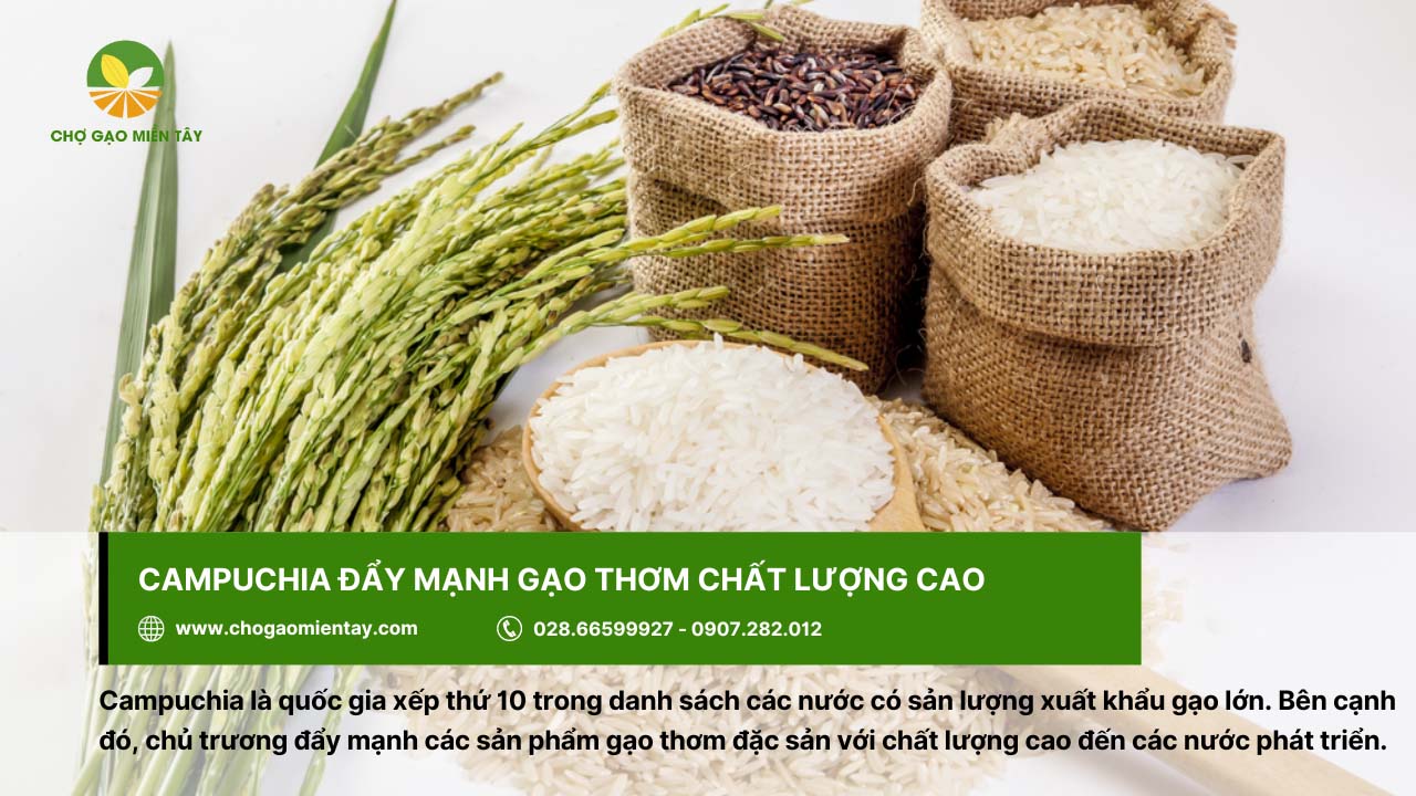 Top 10 nước xuất khẩu gạo lớn nhất thế giới năm 2024 13 Campuchia đang chủ trương đẩy mạnh các sản phẩm gạo thơm đặc sản