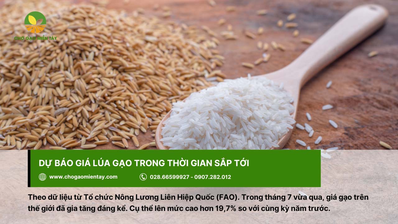 Thông tin giá thóc hôm nay và dự báo giá lúa gạo sắp tới 7 Dự báo giá gạo sẽ tăng trong thời gian tới