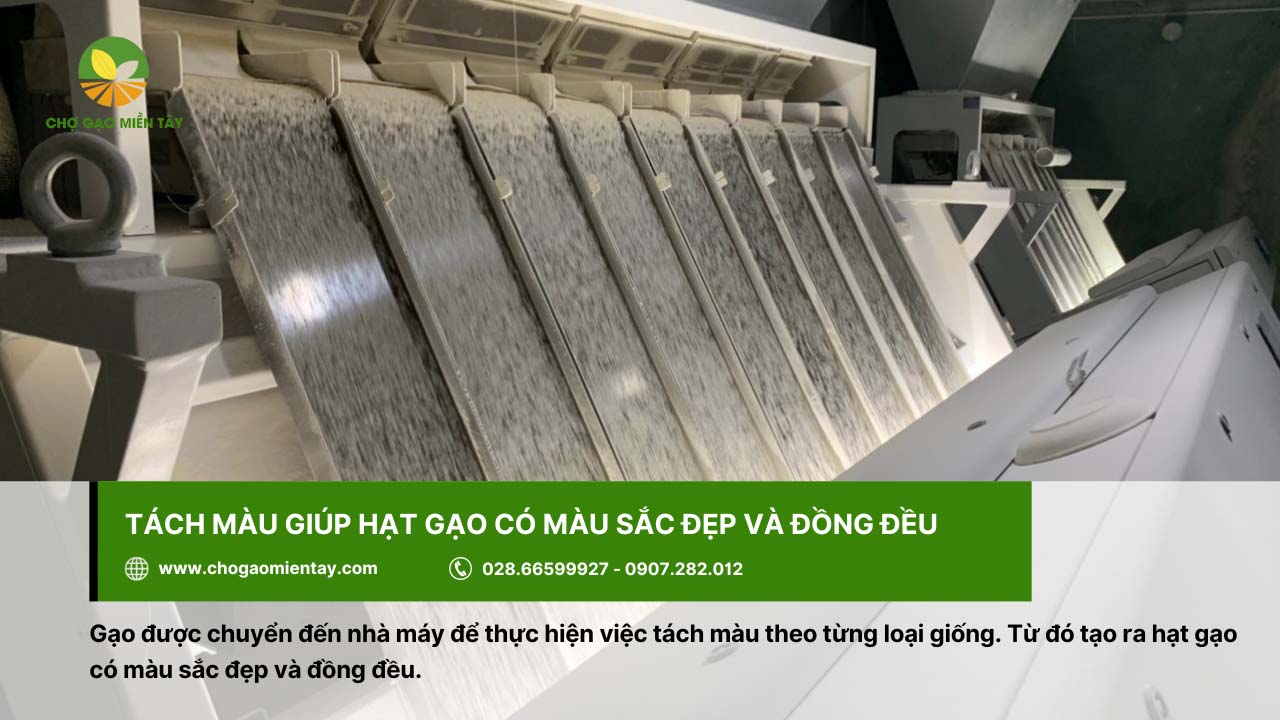 Quy trình sản xuất gạo sạch chất lượng và an toàn 8 Quá trình tách màu làm hạt gạo có màu sắc đồng đều