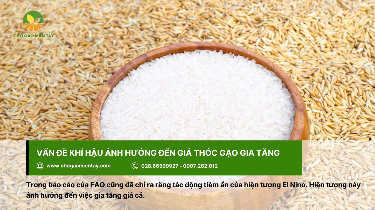 Thông tin giá thóc hôm nay và dự báo giá lúa gạo sắp tới 8 Vấn đề khí hậu ảnh hưởng đến giá thóc gạo hiện nay