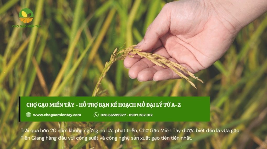 Mở đại lý gạo cần bao nhiêu vốn? Tư vấn mở đại lý gạo hiệu quả 19 Chợ Gạo Miền Tây hỗ trợ mở đại lý gạo từ A - Z