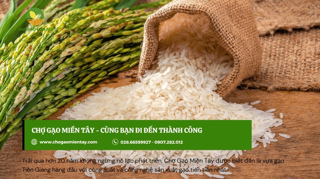 Mở đại lý gạo cần bao nhiêu vốn? Tư vấn mở đại lý gạo hiệu quả 6 Chợ gạo miền tây chia sẻ bạn thông tin tư vấn mở đại lý miễn phí