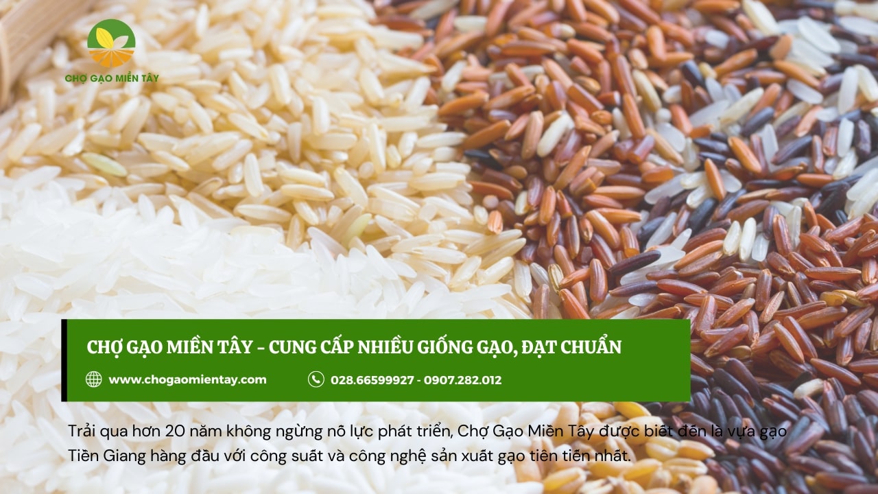 Mở đại lý gạo cần những gì? Hướng dẫn cách mở đại lý gạo 4 Chợ gạo miền tây cung cấp giống gạo đạt chất lượng cao cho đại lý làm kinh doanh gạo