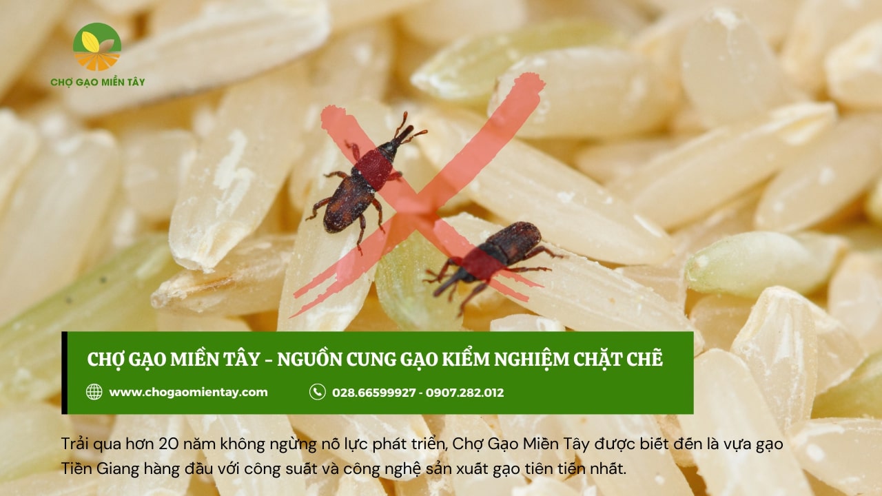Mở đại lý gạo cần những gì? Hướng dẫn cách mở đại lý gạo 13 Nhập gạo chất lượng kém gây ảnh hưởng đến việc mở đại lý gạo
